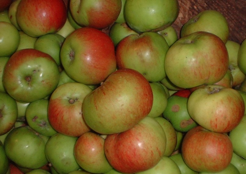 Bramley Apple